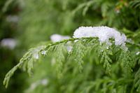 Tak met sneeuw
