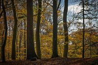 Herfstbos