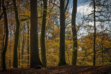 Autumn forest by Ruud de Soet
