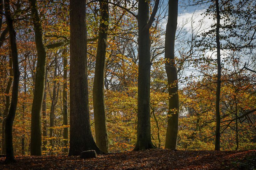 Forêt d'automne par Ruud de Soet