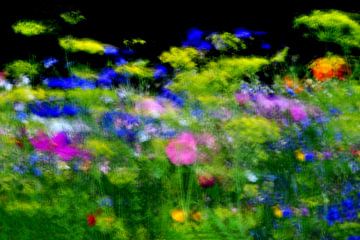 BLUMENWIESE 3 von Miroslav Ptacek