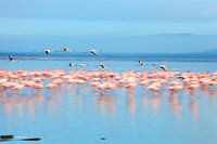 Flamingos in Kenia, Nakuru-See (Nakuru-See)