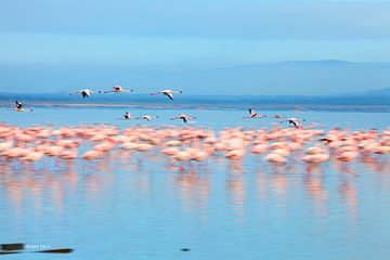 flamingos in Kenia, Kenya, Lake Nakuru (Nakurumeer)