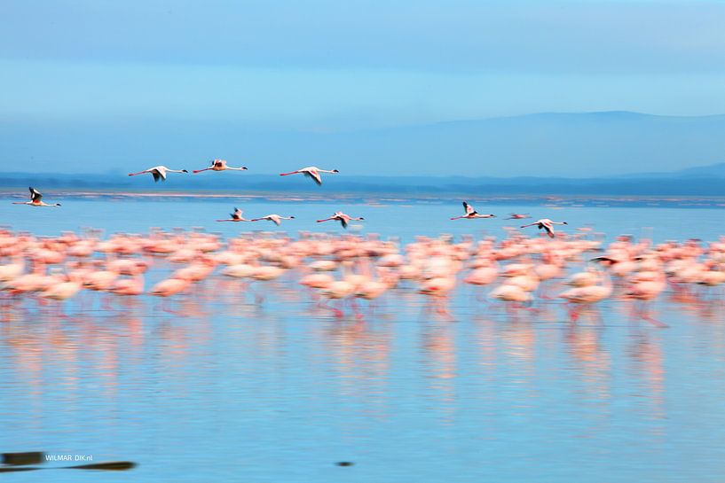 Flamingos in Kenia, Nakuru-See (Nakuru-See) von Wilmar Dik