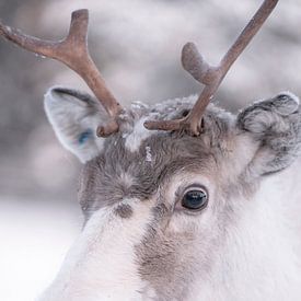 Portrait d'un jeune renne | photographie de voyage | Laponie Finlande sur Kimberley Jekel