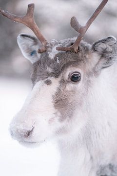 Portret van een jong rendier | reisfotografie print | Lapland Finland