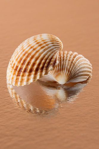 Shells in warm colours: Along with reflections by Marjolijn van den Berg