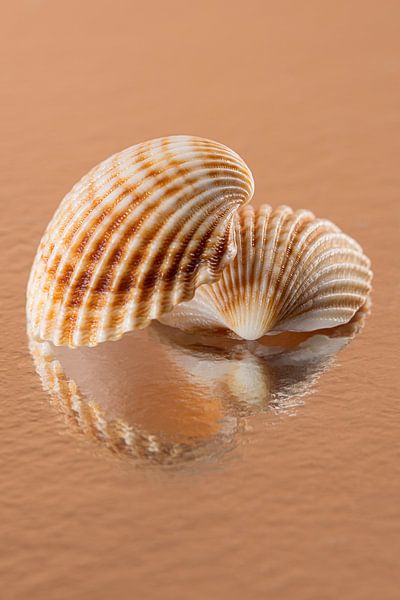 Shells in warm colours: Along with reflections by Marjolijn van den Berg