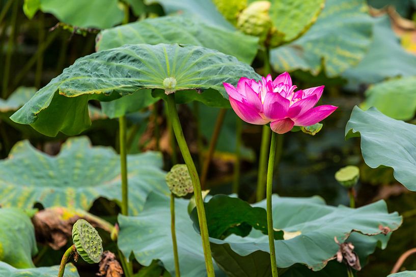 Bloeiende Heilige Lotus van Peter Leenen