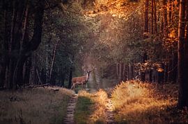 Red deer during the golden hour by Monica de Jong