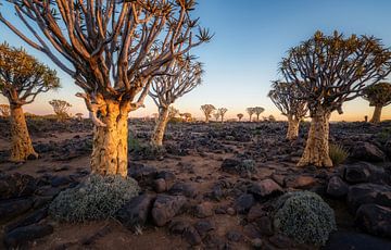 Kokerboom woud (Afrikaans) van Loris Photography