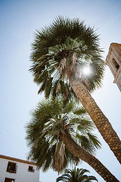 Palmbomen onder de zon in Spanje, Althea van Hannah Hoek