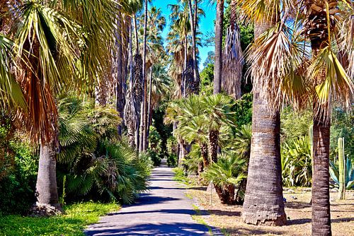 De poëzie van de palmbomen in de botanische tuin van Palermo