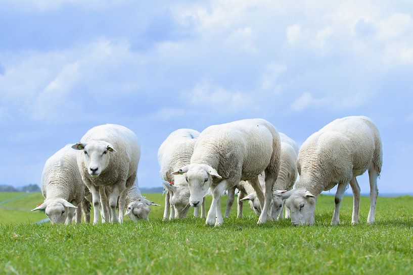 schapen op de dijk van M. B. fotografie