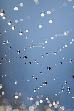 Druppels in spinnenweb van Marianne Twijnstra
