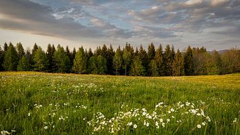 Verlaten natuur - lente aan de rand van het bos - Zwitserland