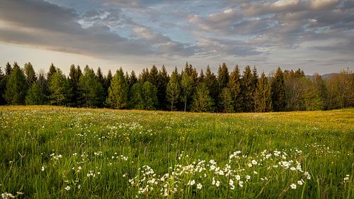 Verlaten natuur - lente aan de rand van het bos - Zwitserland