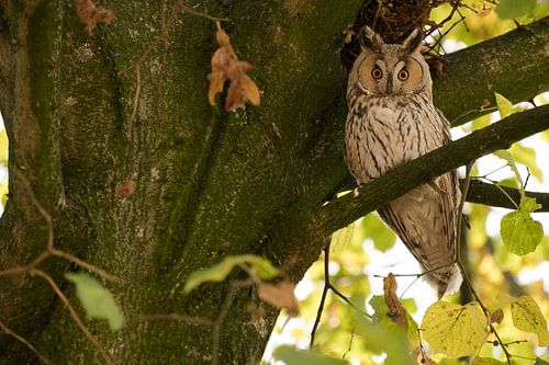 Ransuil  (Asio otus) in een boom