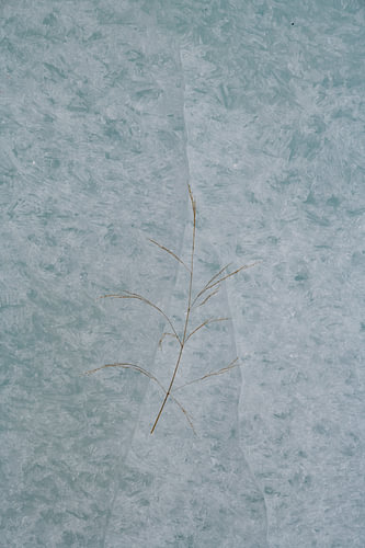 Petite plante délicate sur de la glace transparente
