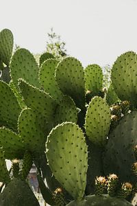 Cactus au soleil en été en Italie