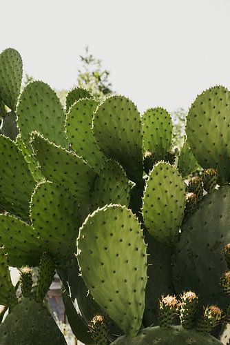 Cactus in zon in de zomer in Italië