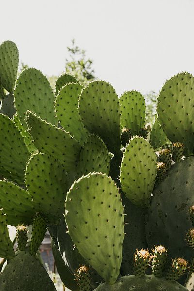 wie viel licht braucht ein gummibaum Weißbunter Gummibaum 'Tineke' kaufen main image 1
