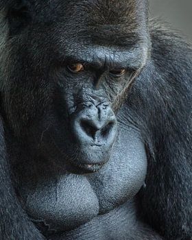 Ongelukkige Gorilla