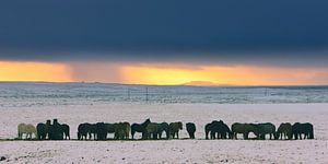 Chevaux islandais pendant un coucher de soleil hivernal