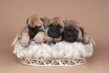 Drie bull mastiff hond pups slapend in een mandje van Leoniek van der Vliet