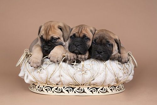 Drie bull mastiff hond pups slapend in een mandje