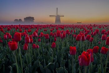 Tulipes et moulin dans la brume