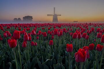Tulpen mit Windmühle im Nebel von Annemieke Sirre