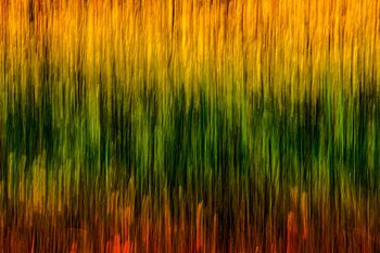 Sonnenlicht im blühenden Wald