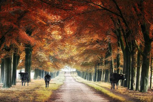 Even cows love the forest