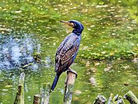Majestueuze aalscholver bij het water