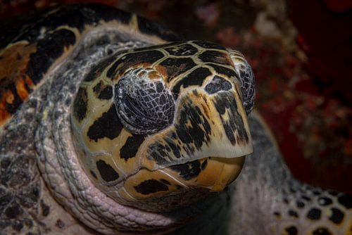 Hawksbill turtle @ Komodo, Indonesia