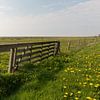 Weiland vol gele paardenbloemen aan de waddenkant van Vlieland sur Marijke van Eijkeren