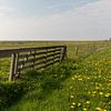 Weiland vol gele paardenbloemen aan de waddenkant van Vlieland von Marijke van Eijkeren