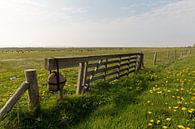 Weiland vol gele paardenbloemen aan de waddenkant van Vlieland van Marijke van Eijkeren thumbnail
