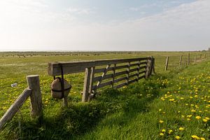 Weiland vol gele paardenbloemen aan de waddenkant van Vlieland van Marijke van Eijkeren