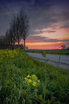 bloem onder zonsondergang van Rubin Versigny