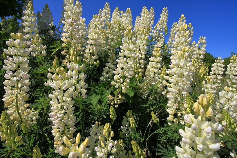 Lupin Flower by aidan moran