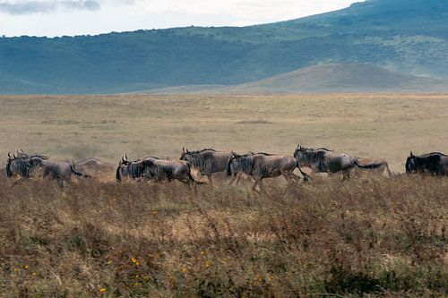 Rennende Gnus während der großen Migration – Ngorongoro Crater, Tanzania