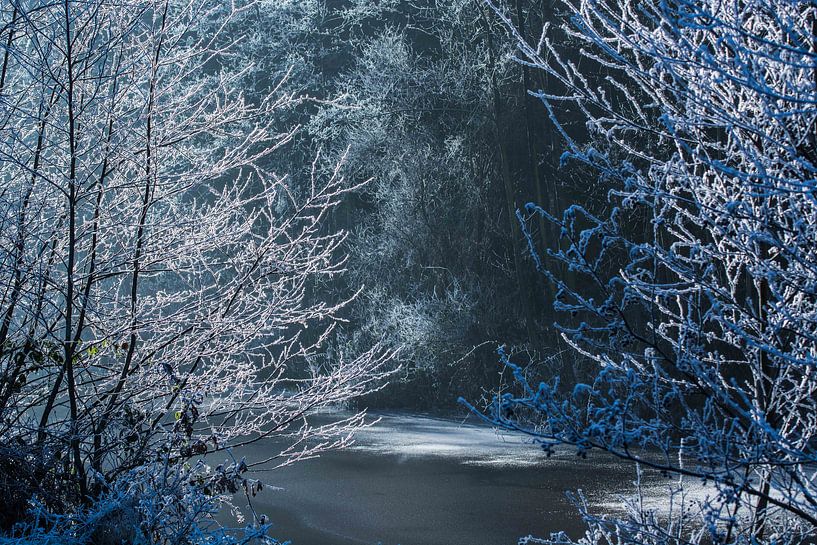 Sun in the forest by Jouke Wijnstra Fotografie
