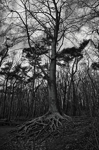 Wortels van stilte – de kracht van de winterboom