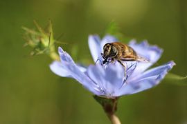 Kijk mij by Jannie Domburg van Woudenberg