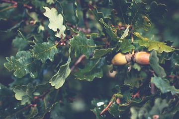 Ripe brown acorns between the green oak leaves by Fotografiecor .nl