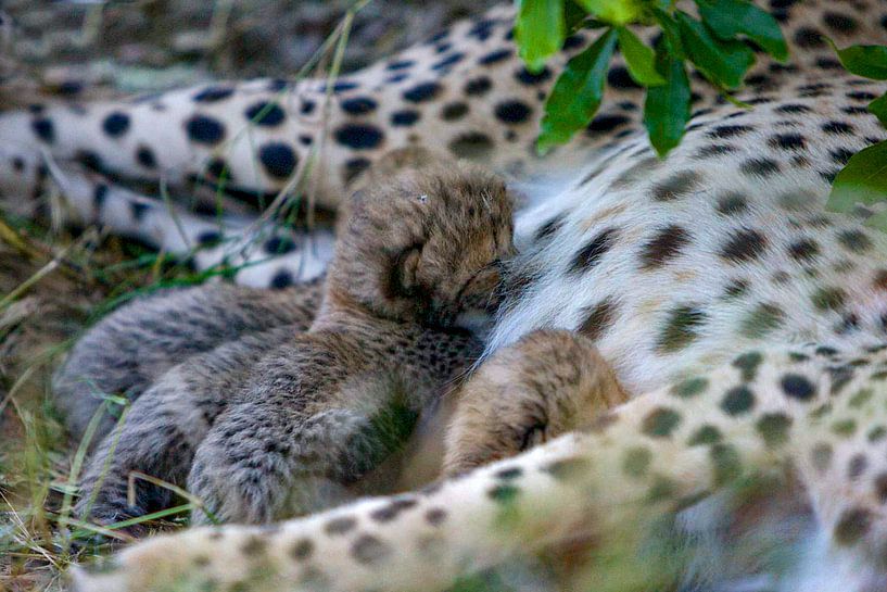 Suckling Cheetah baby by Peter Michel