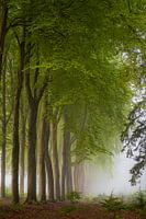 Mist in het bos.