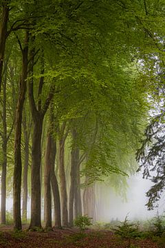 Mist in het bos. van Marco Lok